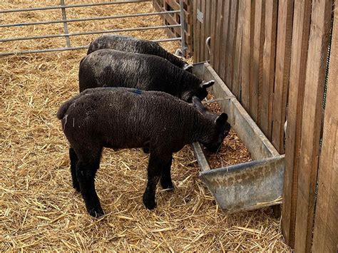 Creep Feeding Lambs