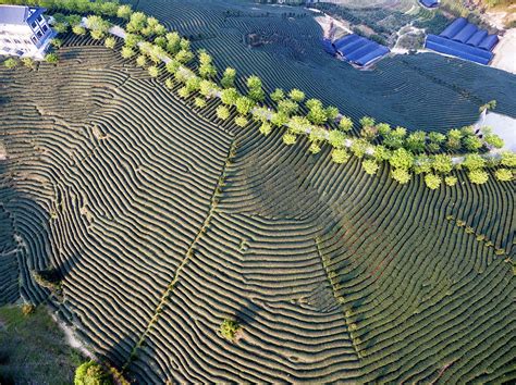 Aerial View Of Tea Plantation In China by Zhongguo