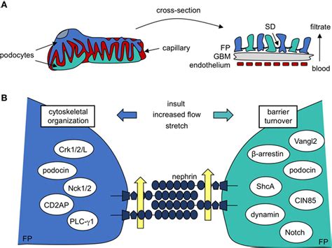 Frontiers Nephrin Signaling In The Podocyte An Updated View Of