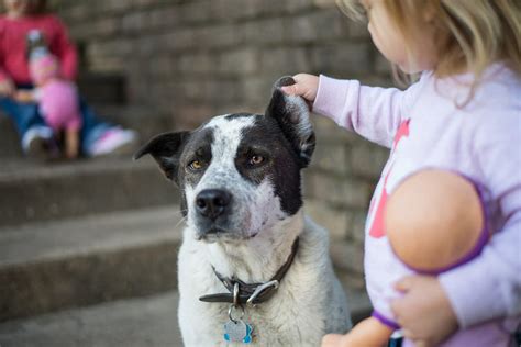 How Kids Can Help Animals: Fun and Meaningful Ways for Children to Make ...