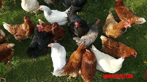 Cómo criar gallinas en espacios reducidos Guía y consejos