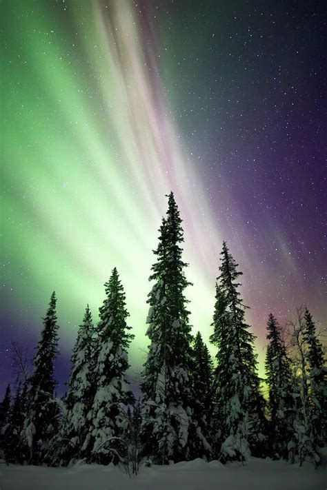 Aurora Borealis And Trees By Justin Reznick Photography