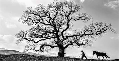 Sacred Trees In Kurdish Culture Mythology The Kurdish Center For