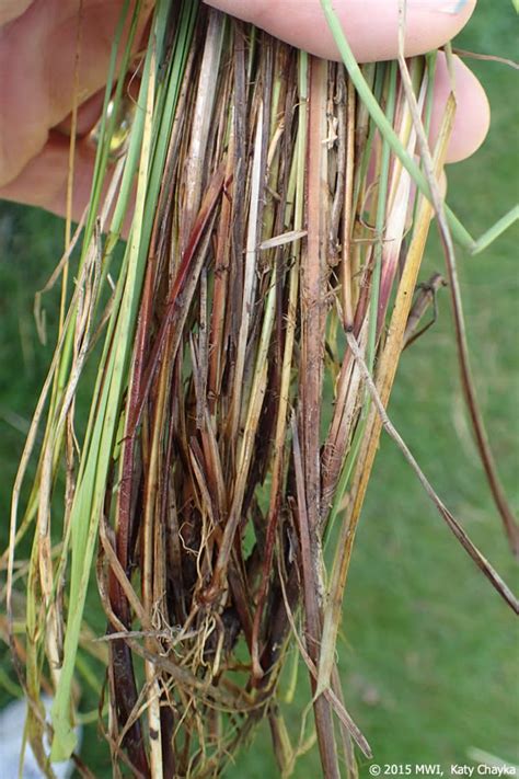 Carex Tetanica Rigid Sedge Minnesota Wildflowers