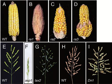 Branching Mutants Of Maize And Rice Ad Maize Ears A Wild Type