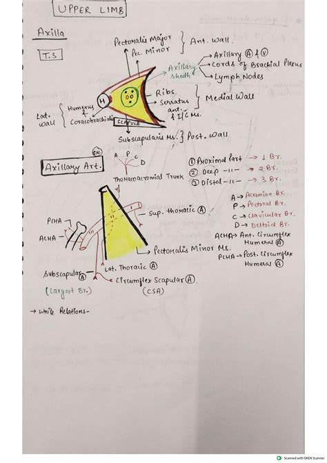 Solution Anatomy Upper Limb Notes Mbbs 1st Year Studypool