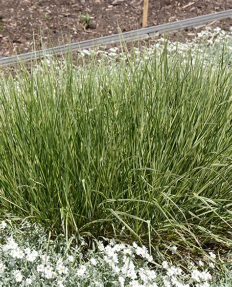 Feather Reed Grass Overdam Kennedy S Country Gardens Garden Center Scituate Ma