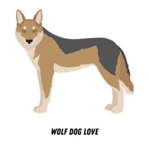 Are Wolf Dogs Legal in the US? - Wolf Dog Love