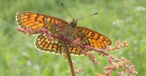 Sommerfuglbloggen Nordic Butterflies Marimjellerutevinge Vanlig