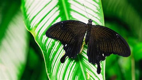 Significado De La Mariposa Negra ¿qué Simbolizan