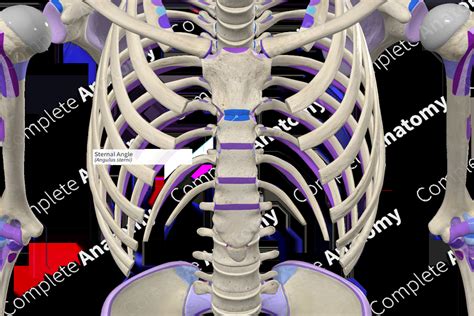 Sternal Angle Complete Anatomy