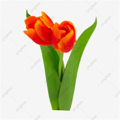 Tulip Photography Picture Flower Bud Fragrant Tulip Bud Fragrant Png