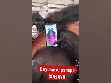 Обезьяна и телефон - YouTube