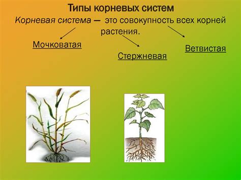 Видоизменения корней - презентация онлайн