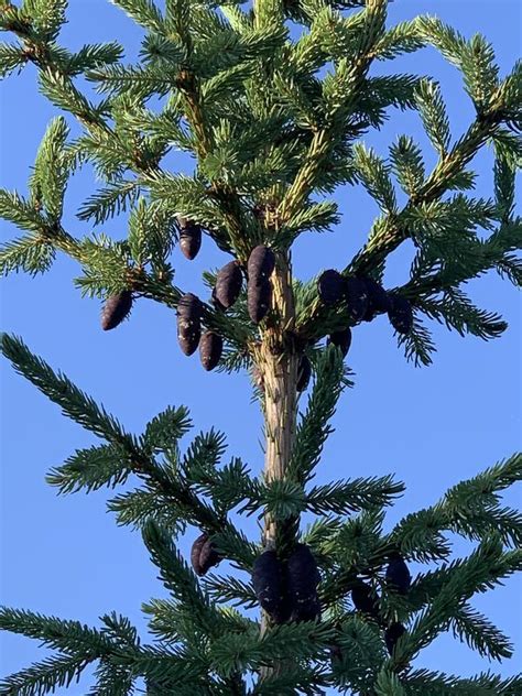 Ель С Фиолетовыми Шишками Название Фото — Картинки фотографии