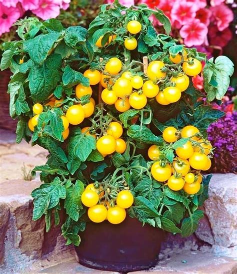 Amazon FUN AND GROW SEEDS Seeds Red Indoor Dwarf Tomato