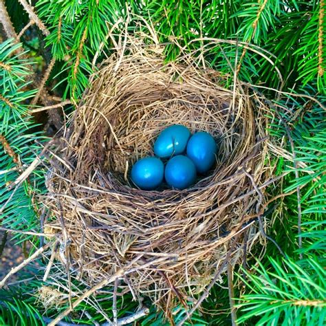 Robins Reading Resources Teaching Resources | Teachers Pay Teachers