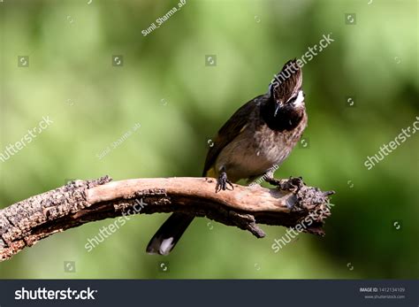 Himalayan Bulbul Pycnonotus Leucogenys Whitecheeked Bulbul Stock Photo