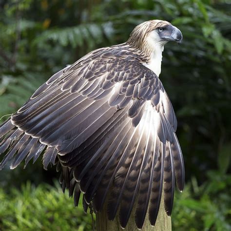 Philippine Eagle - WildArk