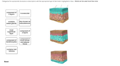 Solved Categorize The Appropriate Structures Or Descriptions Chegg