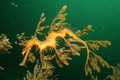 sea dragon   mystical ocean creature