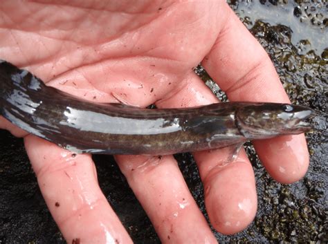 Burbot Fishing Regulations Lures Behavior And Prime Locations