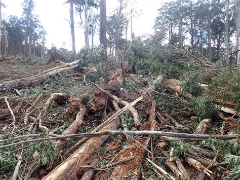 Cottonwood range Greater Glider habitat being logged - Goongerah ...