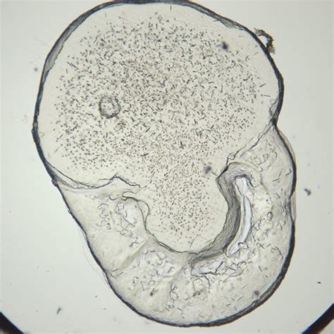 Protein Crystallization Automation and Software - FORMULATRIX®