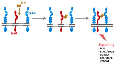 Stimulation Of Target Cells By Interleukin 6 Il 6 Il 6 Orange