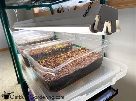 When And How To Use Grow Lights For Seedlings Get Busy Gardening