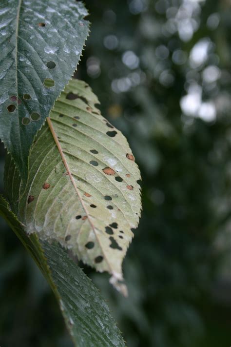 What Causes Holes In My Cherry Tree Leaves Maryland Grows