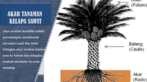 struktur pohon kelapa  koleksi gambar