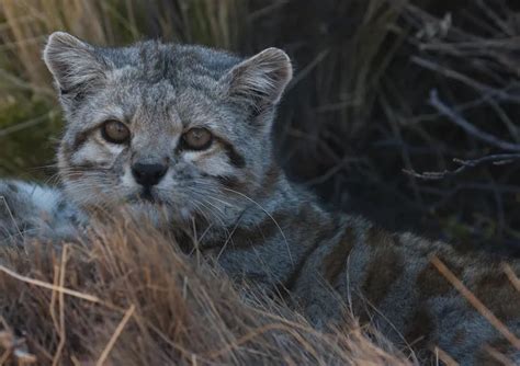 Sorpresa En Mendoza Reapareci El Gato Andino Uno De Los Felinos M S