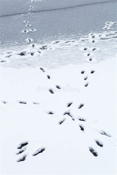 Rastreios De Neve Branca No Inverno Na Floresta Num Dia Ensolarado