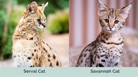 Serval Vs Savannah Cat Similarities And Differences 60 OFF