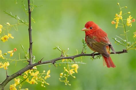 Summer Tanager Male | Focusing on Wildlife