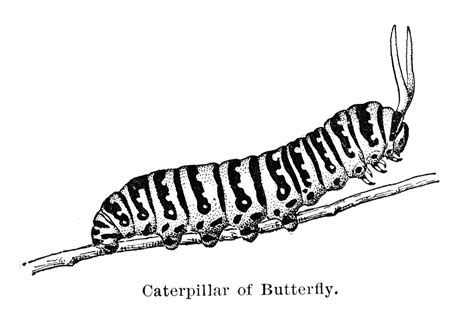 Vintage Art Caterpillar Illustration Free Stock Photo Public Domain