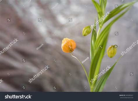 Sandersonia Stock Photo (Edit Now) 585082621