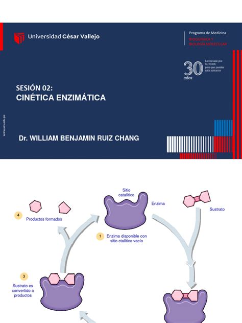 Sesión 02cinetica Enzimática Pdf Inhibidor De La Enzima Enzima