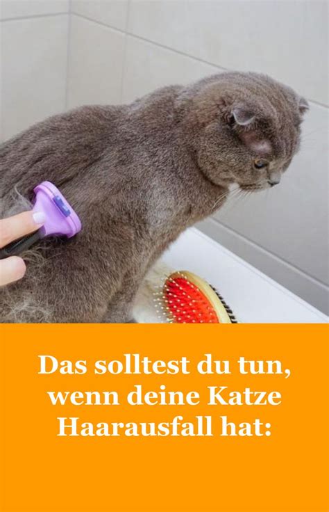 Deine Katze Hat Haarausfall Da Macht Man Sich Als Besitzer Schnell