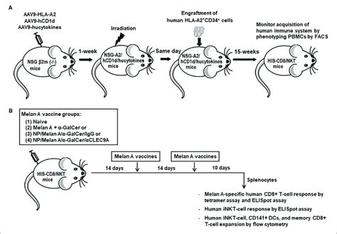 Establishment Of His Cd Nkt Mice And Schematic Representation Of The