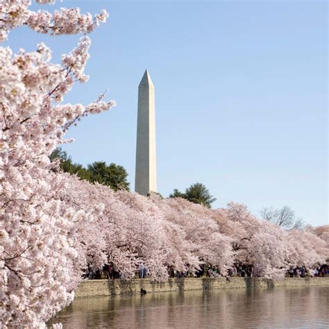 Washington DC Spring Wallpapers - Wallpaper Cave