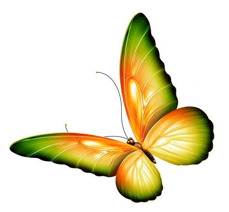 Transparent Butterfly Clipart | Free download on ClipArtMag