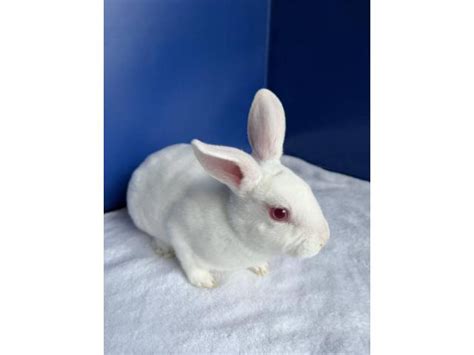 Purebred Mini Rex Baby Rabbits With Pedigree For Sale Kentwood