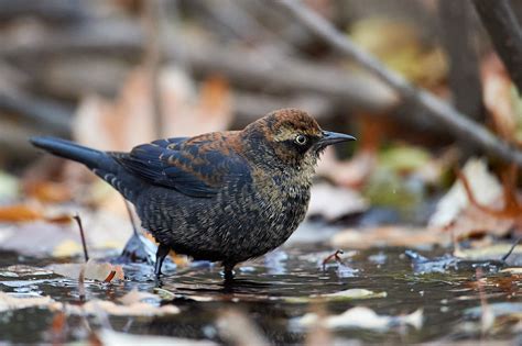 Birds Of New York Orioles Blackbirds Jays And Crows