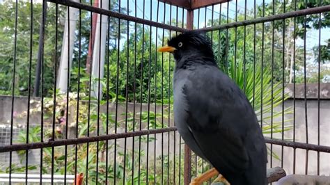 Suara Jalak Kebo Jantan Full Isian Untuk Pancingan Burung Jalak Muda