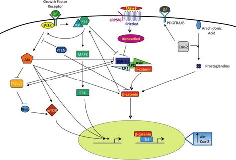 The Pi K Akt And Ras Mapk Pathways Crosstalk With Wnt Signaling In