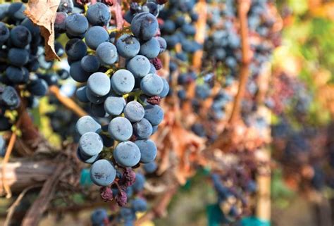 2017 Washington wine grapes fetched high prices – Good Fruit Grower