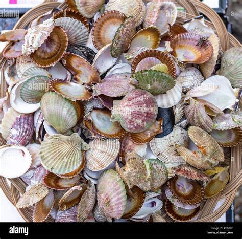 Sea Shells On Shelfs In A Market Street Of Rovinj City Croatia Stock