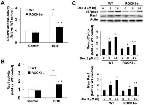 NADPH Oxidase Activity Assay A And Rac1 Activity Pull Down Assay B